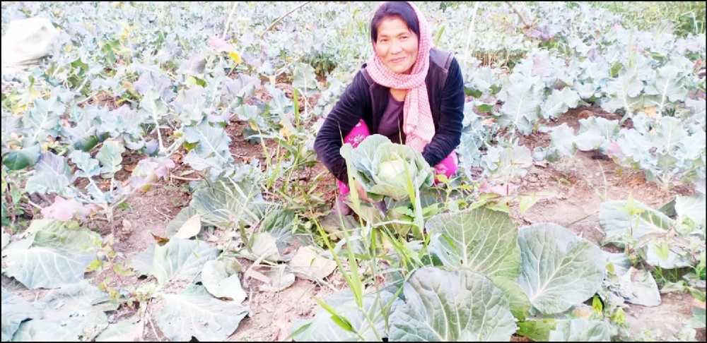 A woman farmer smiles as she picks the last harvest of cabbage at her farm in Chungtia village, Mokokchung on March 1. She sells the produce from the field and supports the family through the income during peak season. Cabbage, broccoli and mustard leaves are grown in plenty in the area starting harvesting from November-December till early March. (Morung Photo)